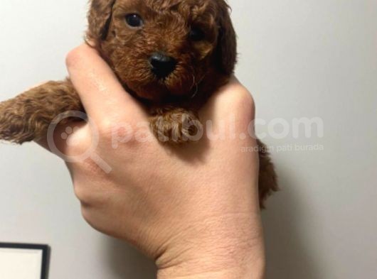 Orjinal Red Anne Baba Fotoğrafları Mevcut Poodle