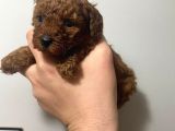 Orjinal Red Anne Baba Fotoğrafları Mevcut Poodle