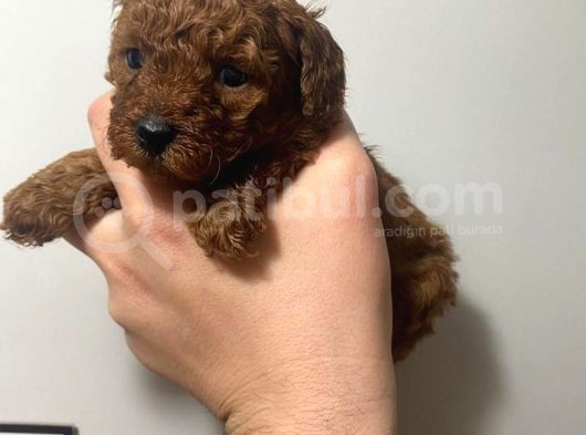 Orjinal Red Anne Baba Fotoğrafları Mevcut Poodle görsel