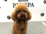 Orjinal Red Anne Baba Fotoğrafları Mevcut Poodle