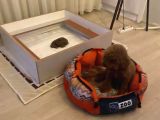 Orjinal Red Anne Baba Fotoğrafları Mevcut Poodle