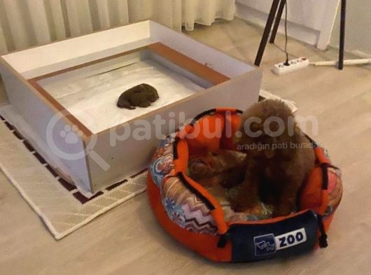 Orjinal Red Anne Baba Fotoğrafları Mevcut Poodle görsel