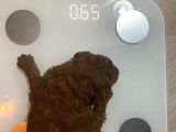 Orjinal Red Anne Baba Fotoğrafları Mevcut Poodle