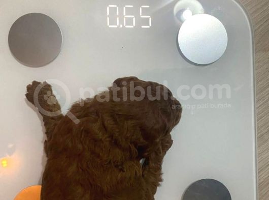 Orjinal Red Anne Baba Fotoğrafları Mevcut Poodle görsel
