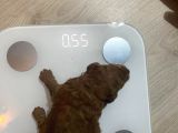 Orjinal Red Anne Baba Fotoğrafları Mevcut Poodle