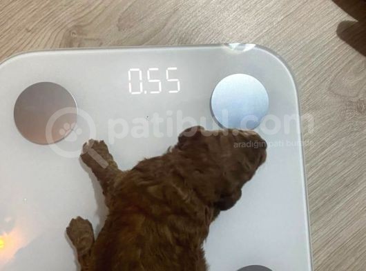 Orjinal Red Anne Baba Fotoğrafları Mevcut Poodle görsel