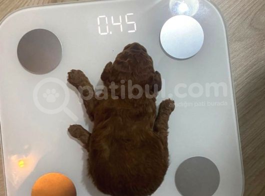 Orjinal Red Anne Baba Fotoğrafları Mevcut Poodle görsel