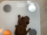Orjinal Red Anne Baba Fotoğrafları Mevcut Poodle