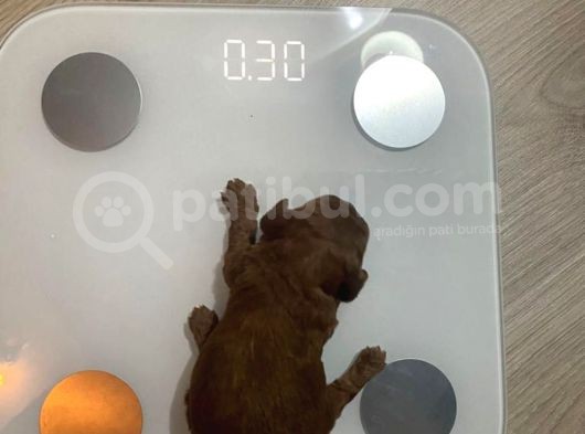 Orjinal Red Anne Baba Fotoğrafları Mevcut Poodle görsel