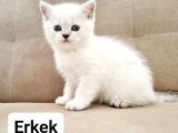 Dünya Güzeli Kediler Dişi  Erkek