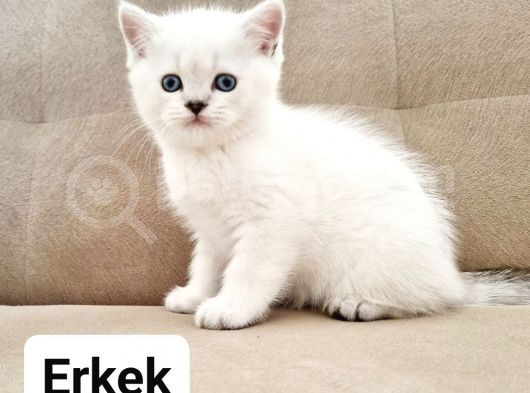 Dünya Güzeli Kediler Dişi  Erkek görsel