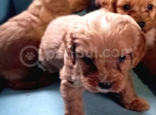 Sevi̇mli̇ Irk Yavru Yeti̇şki̇n Erkek Di̇şi̇ Toy Poodle görsel