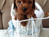 SEVİMLİ IRK YAVRU YETİŞKİN ERKEK DİŞİ TOY POODLE