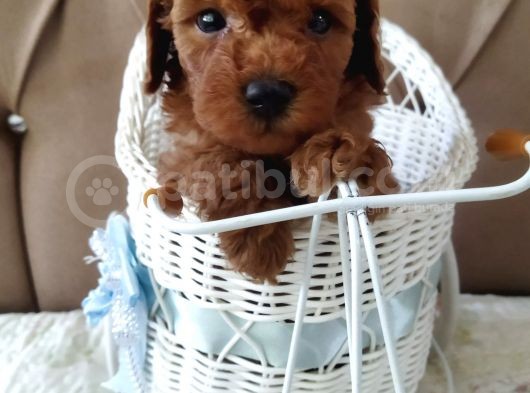 Sevi̇mli̇ Irk Yavru Yeti̇şki̇n Erkek Di̇şi̇ Toy Poodle