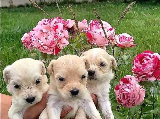 Sevi̇mli̇ Irk Malti̇poo