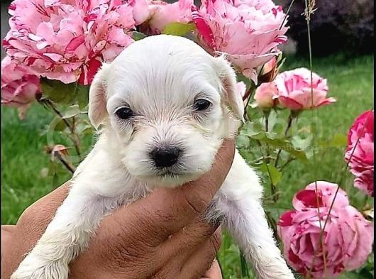Sevi̇mli̇ Irk Malti̇poo görsel