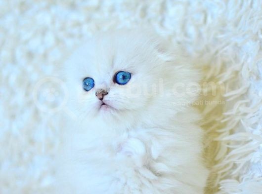Eşsiz Güzellikte Silver Scottish Fold Longhair Ns1133