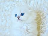 Eşsiz Güzellikte Silver Scottish Fold Longhair Ns1133