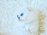 Eşsiz Güzellikte Silver Scottish Fold Longhair Ns1133