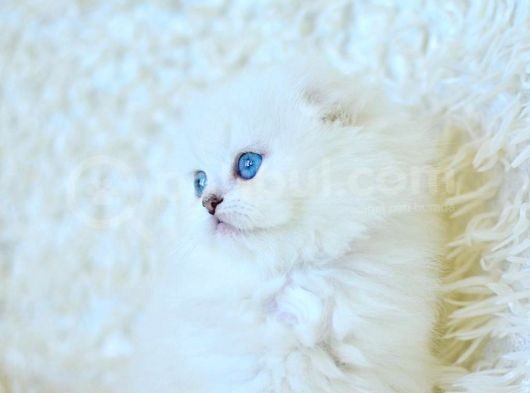 Eşsiz Güzellikte Silver Scottish Fold Longhair Ns1133 görsel