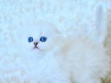Eşsiz Güzellikte Silver Scottish Fold Longhair Ns1133