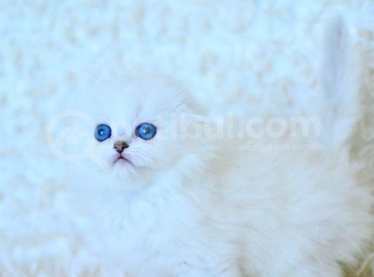 Eşsiz Güzellikte Silver Scottish Fold Longhair Ns1133 görsel