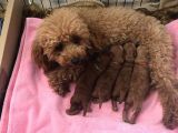anne altından rezerveye açık red brown poodle