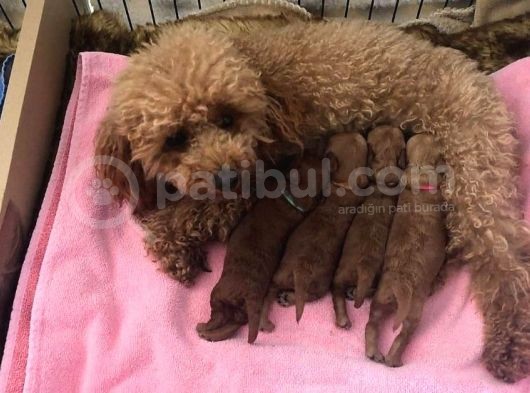 Anne Altından Rezerveye Açık Red Brown Poodle