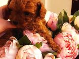 Anne Altından Rezerveye Açık Red Brown Poodle