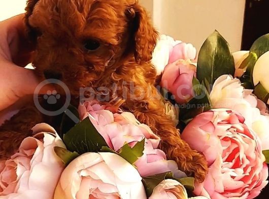 Anne Altından Rezerveye Açık Red Brown Poodle görsel