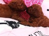 Anne Altından Rezerveye Açık Red Brown Poodle