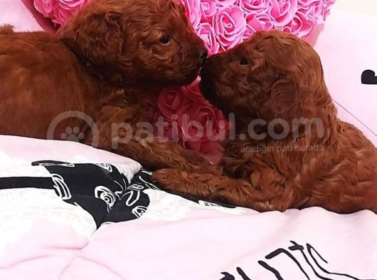Anne Altından Rezerveye Açık Red Brown Poodle görsel
