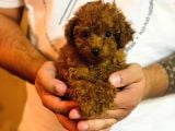 red toy poodle yavrular
