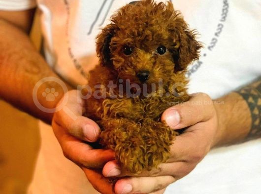 Red Toy Poodle Yavrular