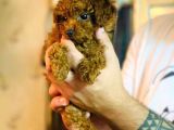 Red Toy Poodle Yavrular