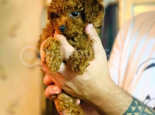 Red Toy Poodle Yavrular görsel