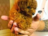 Red Toy Poodle Yavrular