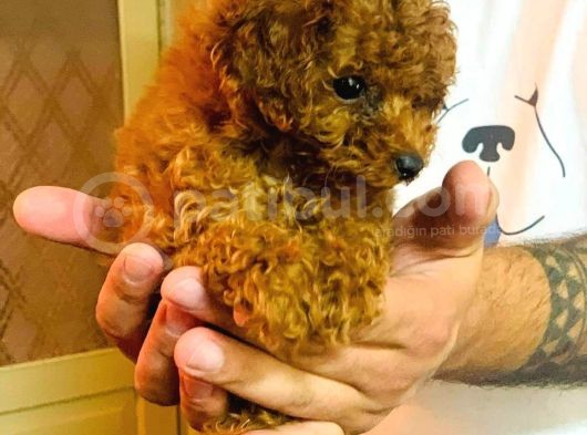 Red Toy Poodle Yavrular görsel