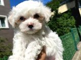 orjinal maltese yavrular