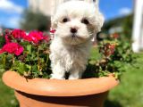 Orjinal Maltese Yavrular
