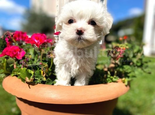 Orjinal Maltese Yavrular görsel