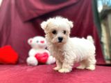 kore kan maltese yavrular