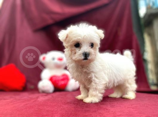 Kore Kan Maltese Yavrular