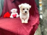 Kore Kan Maltese Yavrular