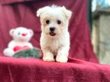 Kore Kan Maltese Yavrular