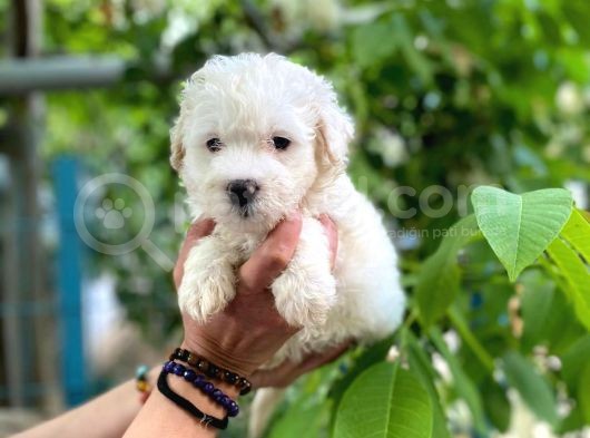 Sifir Numara Maltese görsel