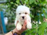 SIFIR NUMARA MALTESE