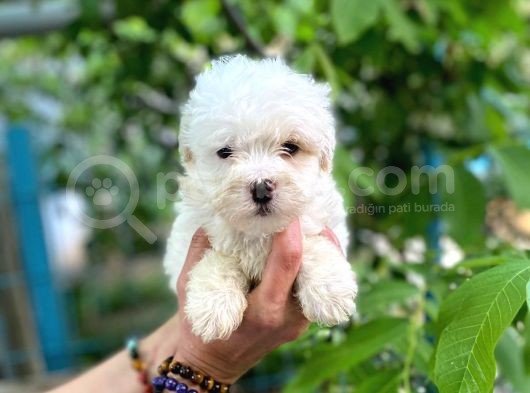 Sifir Numara Maltese