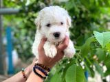 Sifir Numara Maltese
