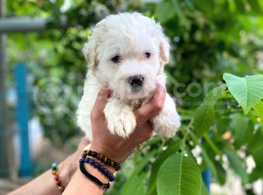 Sifir Numara Maltese görsel